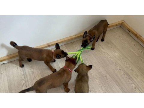 A kalite malinois yavrular