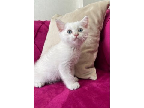 Safkan erkek yavru kedimiz yeni yuvasını arıyor