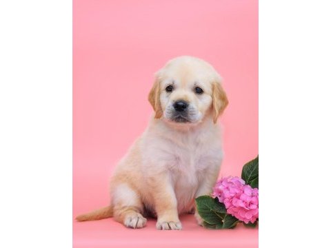 Golden retriever adrese teslim hizmetimiz vardır