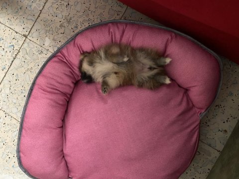 Yavru dişi pomeranian boo