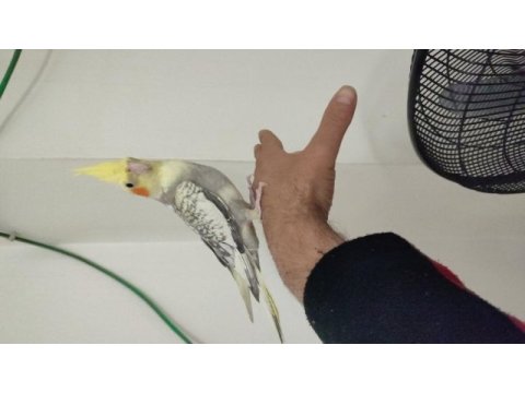 3 adet adet sultan papağanım var evcildir konuşur