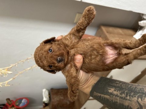 Toy poodle kore kan yavrular