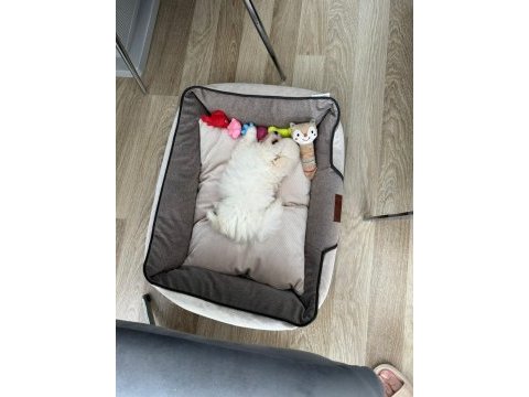 2,5 aylık dişi yavru pomeranian