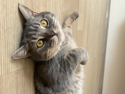 British shorthair oyuncu oğlumuz