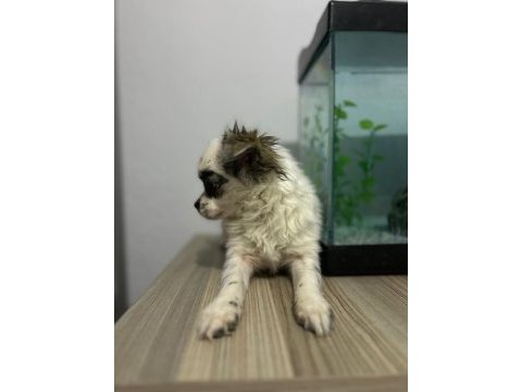 Longhair chihuahua 16 haziran doğumlu dişi