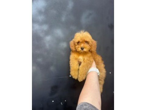 Maltipoo yavrularımız