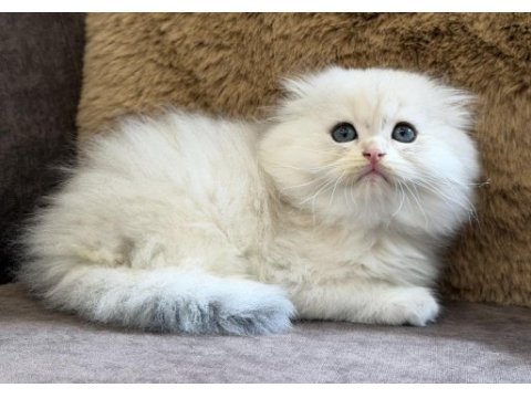 Longhair scottish fold bebek