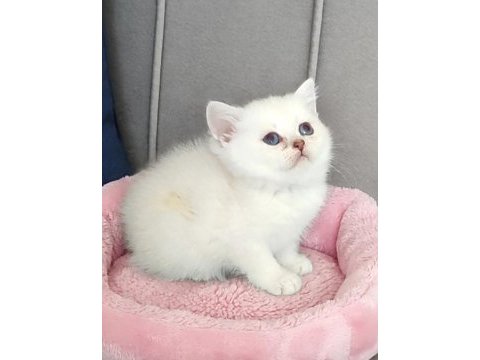 Maviş british shorthair prenses
