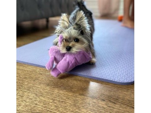 Çok sosyal birbirinden sevecen yorkshire terrier yavrular