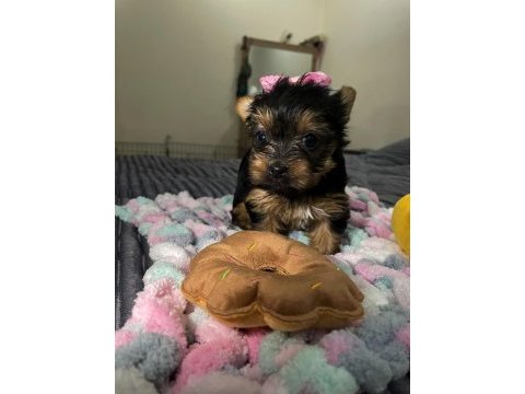 Ev doğumlu yorkshire terrier bebeğim