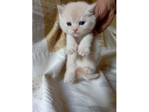 White point brit anne-ay11 scot babadan show kalite yavrular