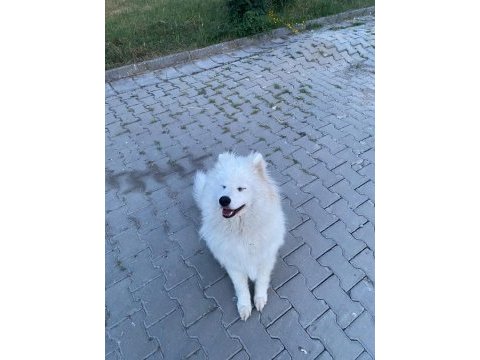 Loya’ya güzel bakıcak aile arıyoruz samoyed