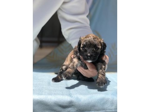 2 aylık maltese terrier