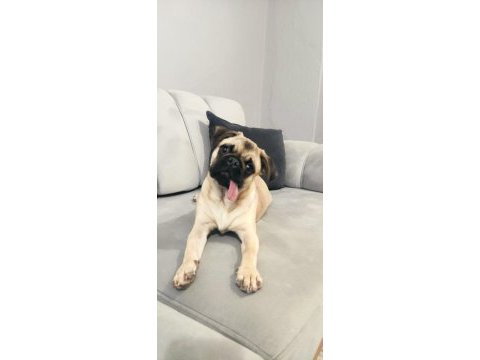 5 aylık erkek pug mops