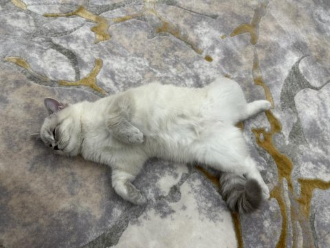 British shorthair 8 aylık dişi