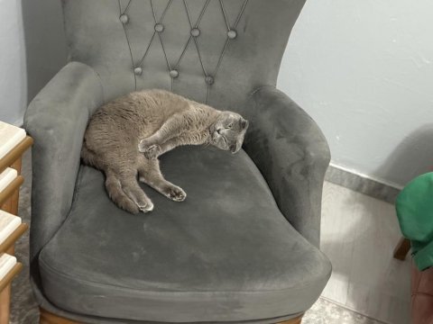 Ücretsiz scottish fold