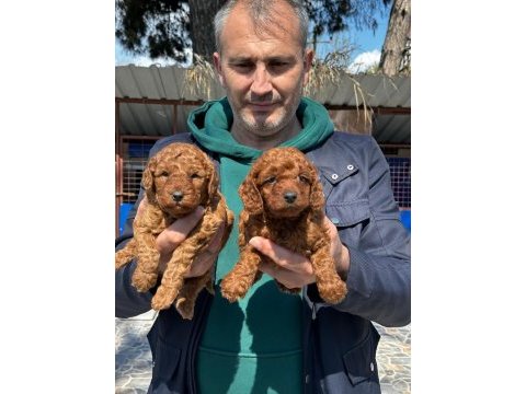 Çok tatlı toy poodle yavrularımız