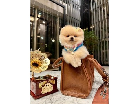 Prenses pomeranian kızımız mia