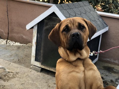 Güzel bull mastiff kızımız