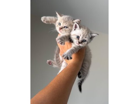 British shorthair yavruları