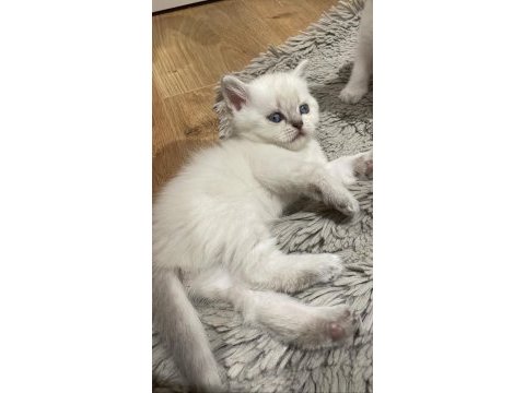 British shorthair blue point