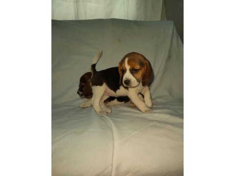 Sevimli ve oyuncu beagle yavrularımız.