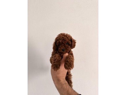 Korea toy poodle gerçek orjinal yavrular