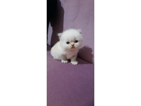 Sevimli chinchilla yavrumuz