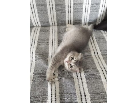 2 adet scottish fold dişi denizli