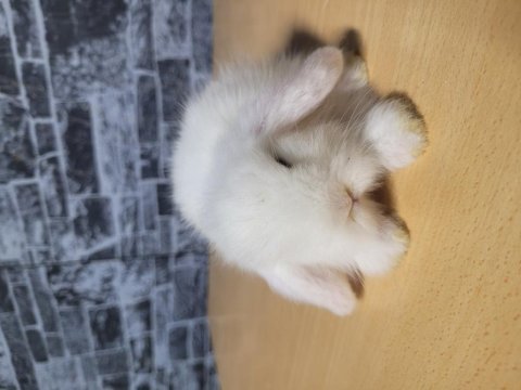 Kemirgenhane den tüm şehirlere sevimli bebek tavşanlar