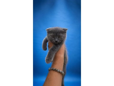 Tuvalet eğitimli 2 aylık scottish fold