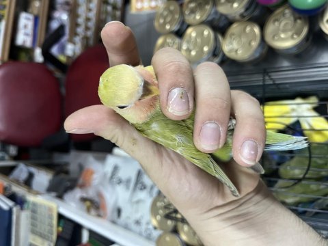 Ev üretimi 30 günlük sevda papağanları