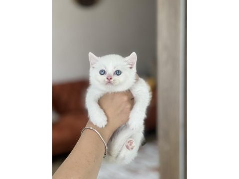 Lekesiz beyaz mavi göz brtish shorthair yavrum