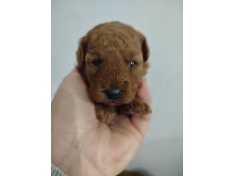 Safkan toy poodle 28cm