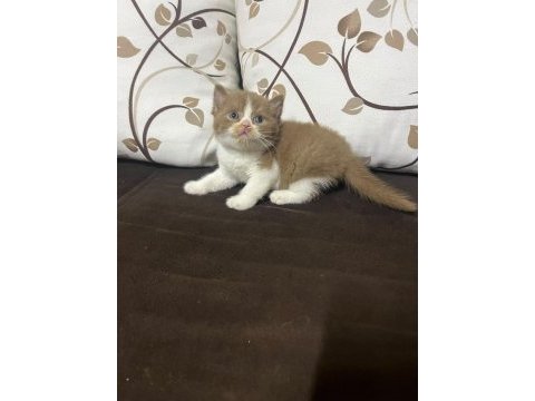 Cinnemon bio color erkek kedimiz 2 aylık