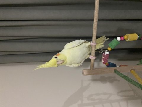 Albino kırmızı göz 6 aylık dişi sultan papağanı