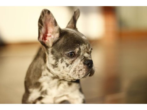 Farklı olmak isteyenler için el salvador kennel french