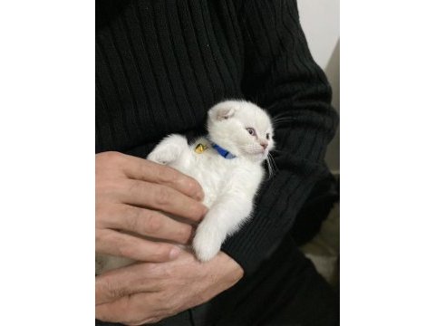 50 günlük kedimiz sahiplendirmeye hazırdır