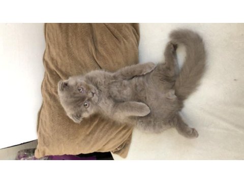 Sevimli dostum duman scottish fold