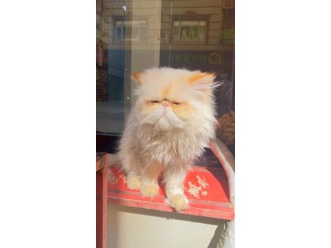 İran persian 3 yaşında erkek