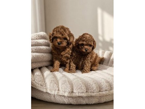 Sevimli toy poodle yavruları
