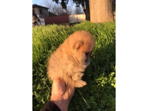 Ayı surat beyaz ve orange pomeranian köpekler