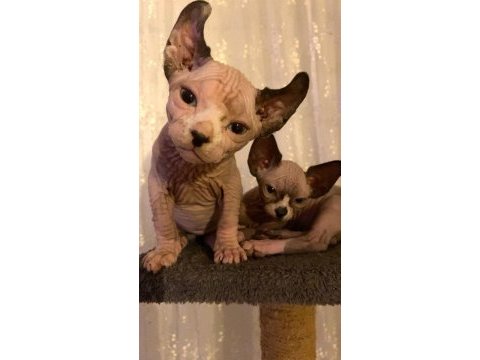 Hemen sahiplendirilecek sphynx yavrularımız