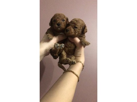 Erkek toy poodle yavruları