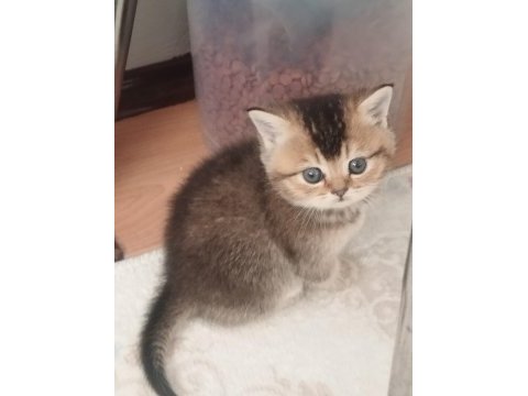 2 aydan küçük british shorthair yavrular