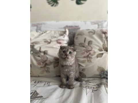 2 buçuk aylık dişi scottish fold