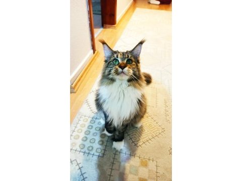 İlloai ve arthur yavruları hepsi şampiyon adayı maine coon