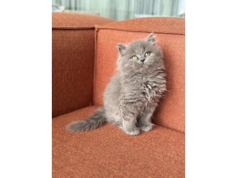 A kalite british longhair yavrumuz