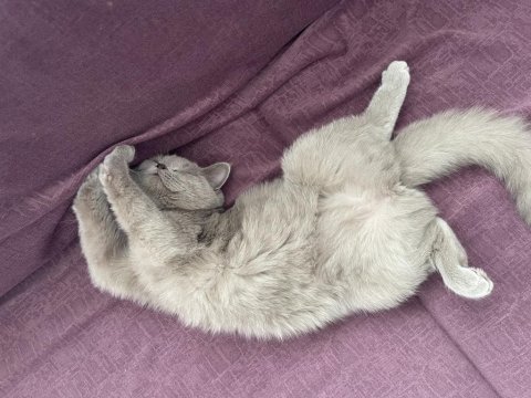 9 aylık british shorthair