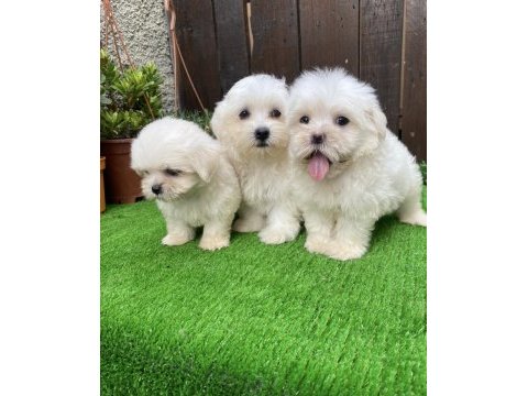 Kilo garantili maltese yavrular